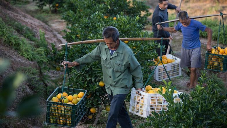 果农生意保住了,但“羊毛党”真的败退了吗?